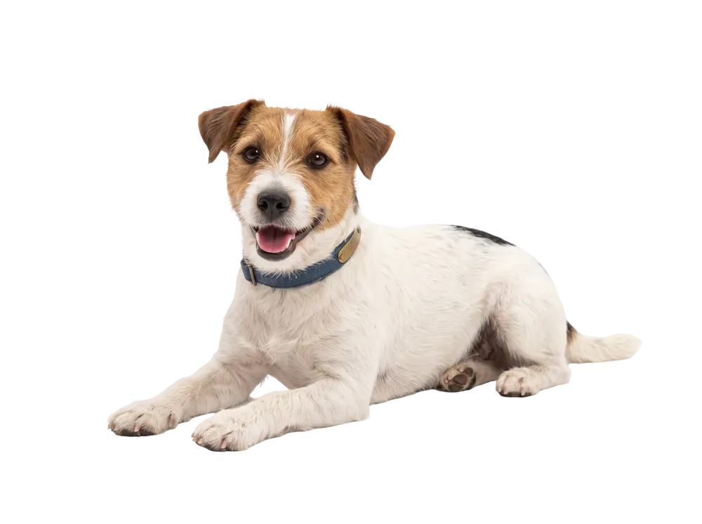 jack russel