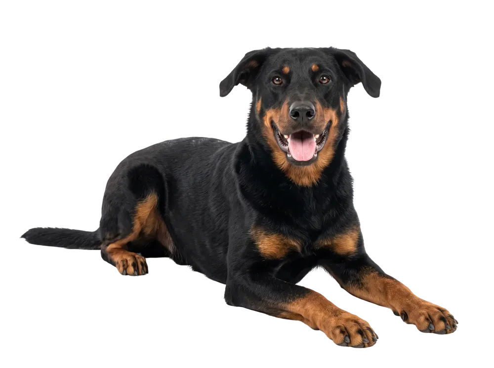 beauceron