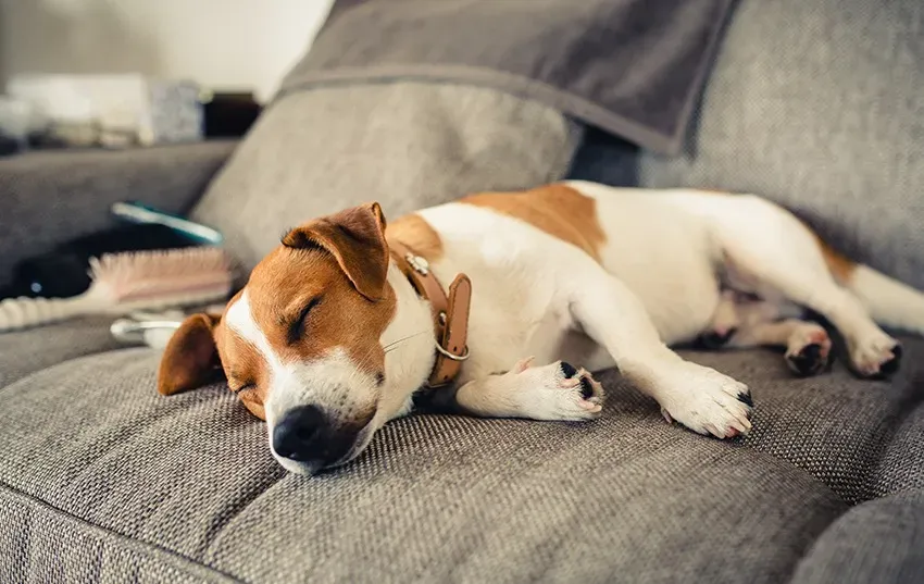 elegage -jack russell  -à  HOURTIN-1